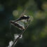 Dragonfly with spiderwebs at the tip of a twig