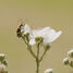 Salamander beetle on a white flower