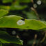 Green spider in its spiderweb in a green leaf